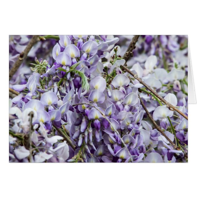 Wisteria (Vorderseite (Horizontal))