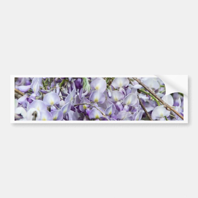 Wisteria Autoaufkleber (Vorne)