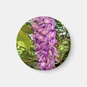 Wisteria Bloom Magnet