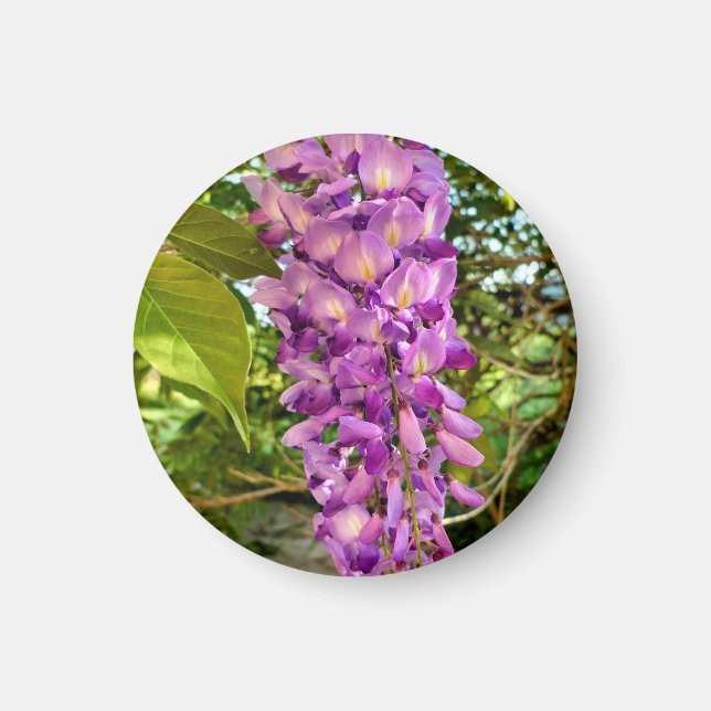 Wisteria Bloom Magnet (Vorne)