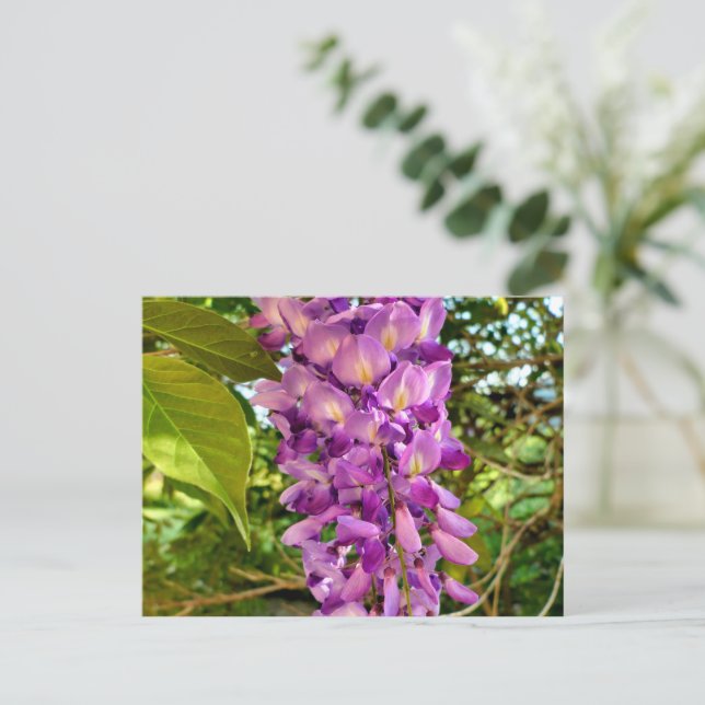 Wisteria Bloom Postkarte (Stehend Vorderseite)