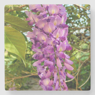 Wisteria Bloom Steinuntersetzer