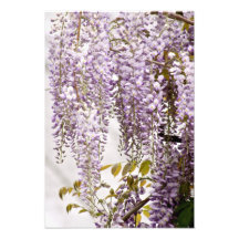 Wisteria-Blume 1