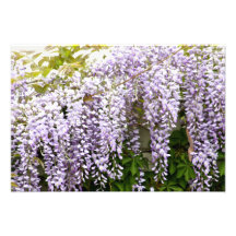 Wisteria Blume