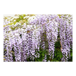 Wisteria Blume Fotodruck