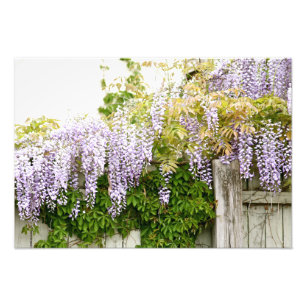 Wisteria-Blumen 3 Fotodruck