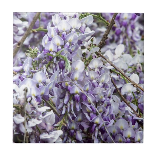 Wisteria Fliese (Vorderseite)