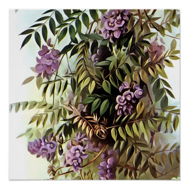 Wisteria Frutescens Botanische Malerei Poster (Vorderseite)