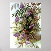 Wisteria Frutescens Botanische Malerei