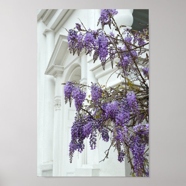 Wisteria, Historisches Haus Charleston South Carol Poster (Vorne)