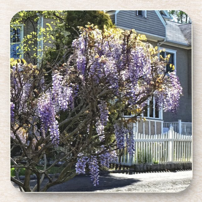 Wisteria in Bloom Getränkeuntersetzer (Vorderseite)