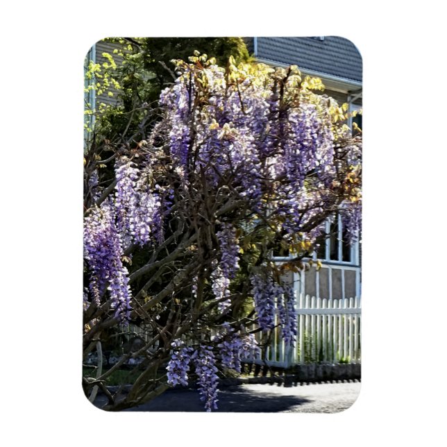 Wisteria in Bloom Magnet (Vertikal)