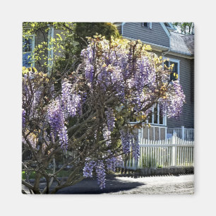 Wisteria in Bloom Magnet