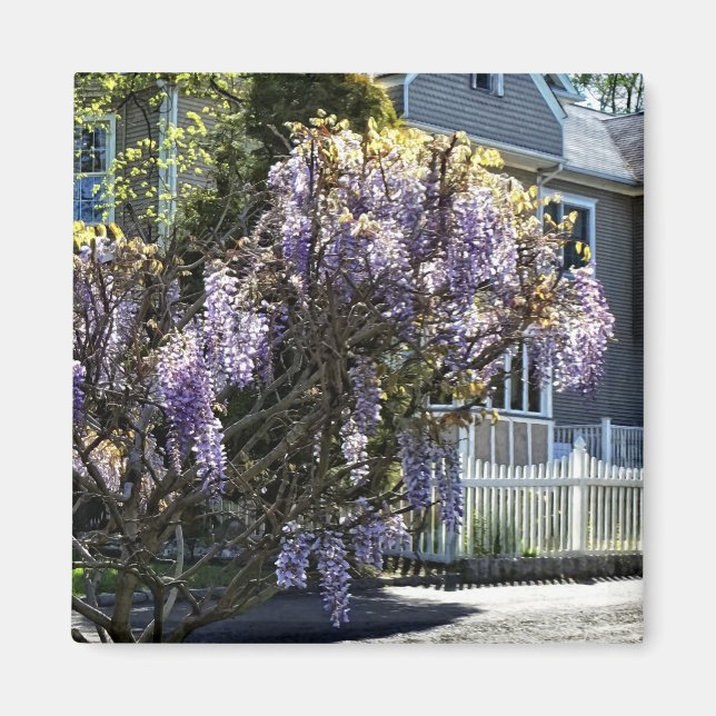 Wisteria in Bloom Magnet (Vorne)