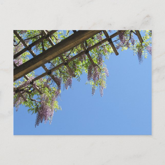 Wisteria: Japan Postkarte (Vorderseite)