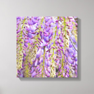 Wisteria Lila Blütenpneumbaum Veilchen Leinwanddruck