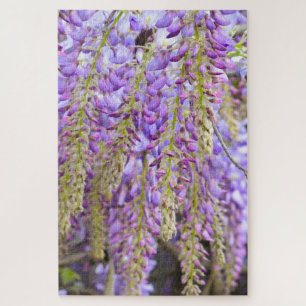 Wisteria Lila Blütenpracht Baum Violett