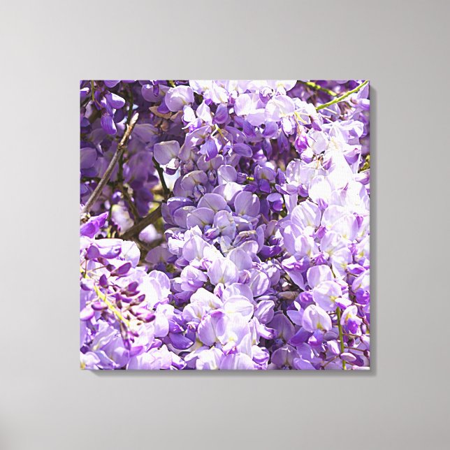 Wisteria Lila Floral Blossom Tree Violet Leinwanddruck (Vorderseite)
