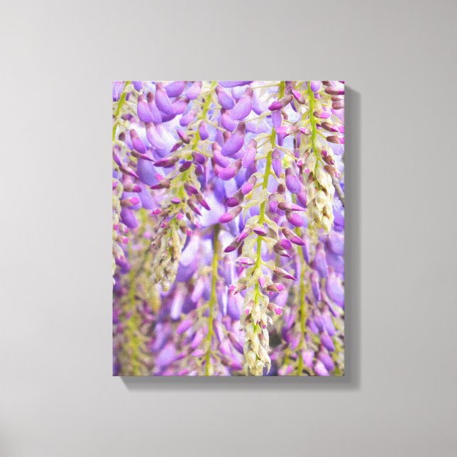 Wisteria Lila Floral Blossom Tree Violet Leinwanddruck (Vorderseite)