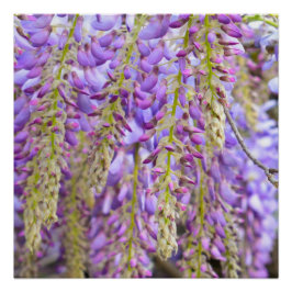 Wisteria Lila Floral Blossom Tree Violet Poster