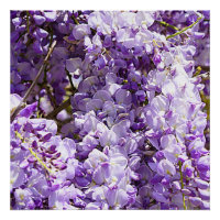 Wisteria Lila Floral Blossom Tree Violet
