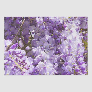 Wisteria Lila Floral Blossom Tree Violet Seidenpapier