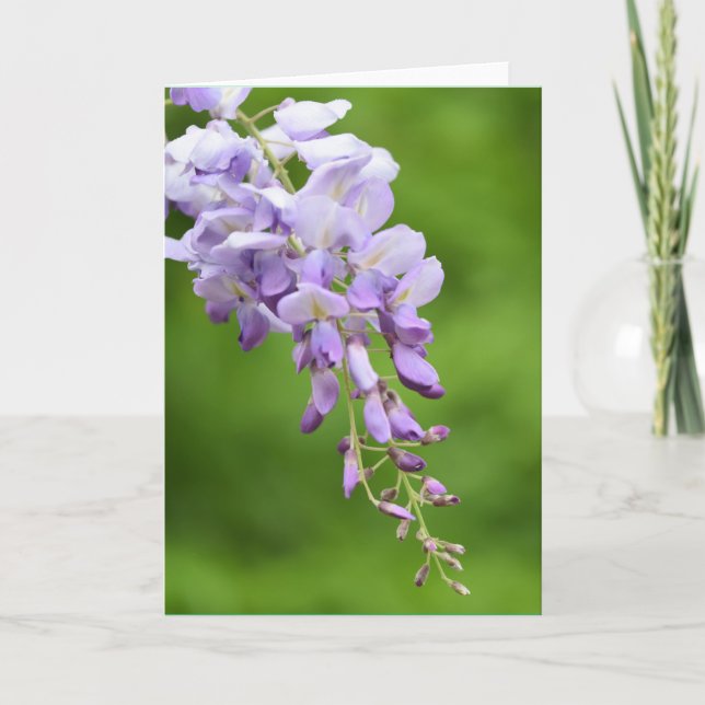 Wisteria Locarno Feiertagskarte (Vorderseite)