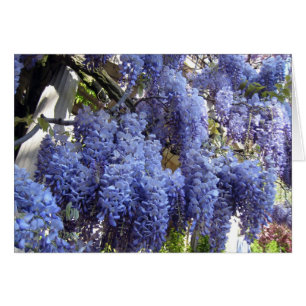 Wisteria-nahes hohes
