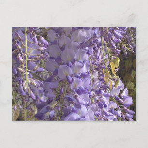 Wisteria Postcard Postkarte