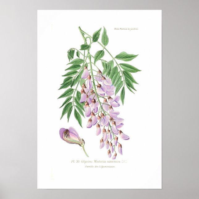 Wisteria Poster (Vorne)
