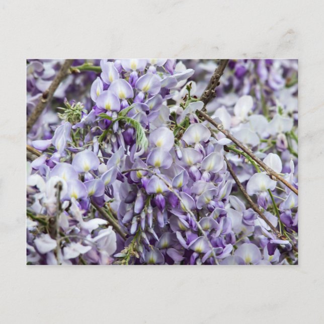 Wisteria Postkarte (Vorderseite)