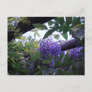 Wisteria Postkarte