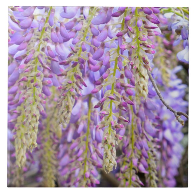 Wisteria Purple Flowers Fliese (Vorderseite)