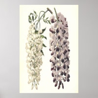 Wisteria Sinensis Botanische Kunst Abgeschieden au