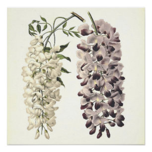Wisteria Sinensis Botanische Kunst Abgeschieden au Poster
