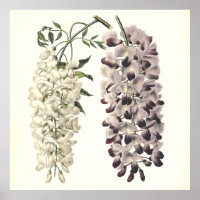 Wisteria Sinensis Botanische Kunst Abgeschieden au