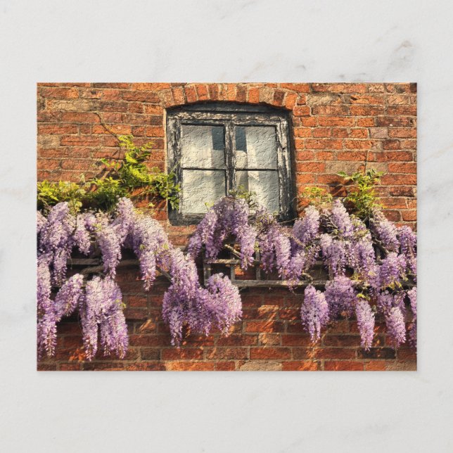WISTERIEN-BLUME POSTKARTE (Vorderseite)