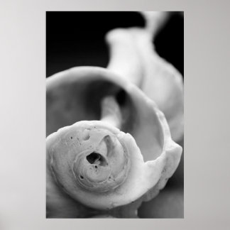 Witterungsbedingte Muschel Poster