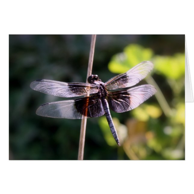 Witwen-Abstreicheisen-Libellen-Fotografie (Vorderseite (Horizontal))