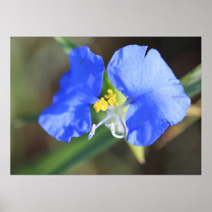 Witwen-Riss-Plakat Poster