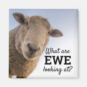 Witzig, was wir bei Schafen sehen Magnet