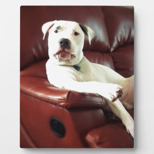 Witziger Bullenhund auf dem Sofa Fotoplatte