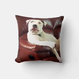 Witziger Bullenhund auf dem Sofa Kissen
