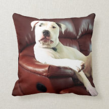 Witziger Bullenhund auf dem Sofa