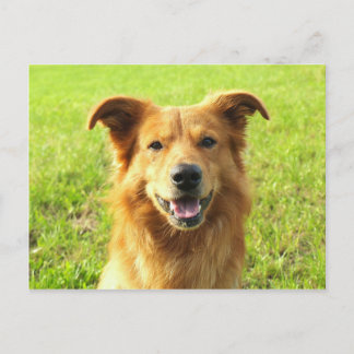 WJ Hund Design Postkarte