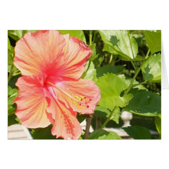 Wo Blumen also blühen, hofft (Vorderseite (Horizontal))