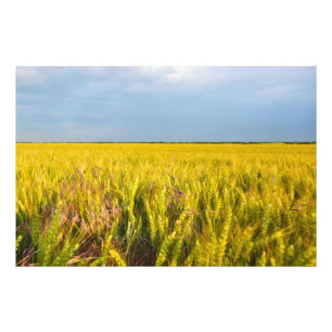 Wo der Weizen mit dem Wind tanzt - Wilde Natur Fotodruck