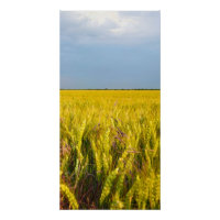 Wo der Weizen mit dem Wind tanzt - Wilde Natur