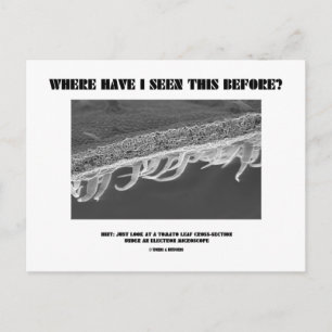 Wo habe ich das schon mal gesehen? Tomatenleaf Postkarte