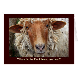 Wo in der Flock war Ewe?